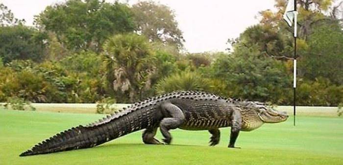 Alligator-golf