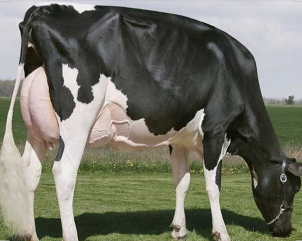 Missy, la vache qui s&rsquo;est vendue à 1,2 million de dollars