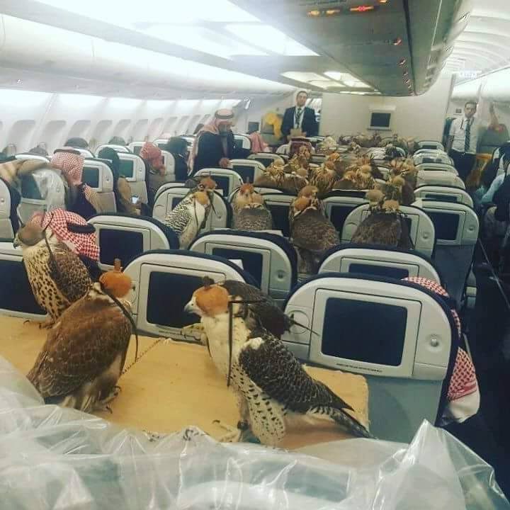Un prince saoudien a acheté un billet d’avion pour chacun de ses 80 faucons