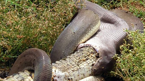 Vidéo : un crocodile avalé en entier par un serpent géant