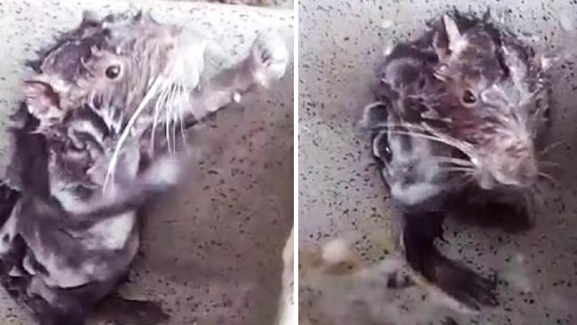 La triste réalité derrière la vidéo du « rat qui prend une douche »