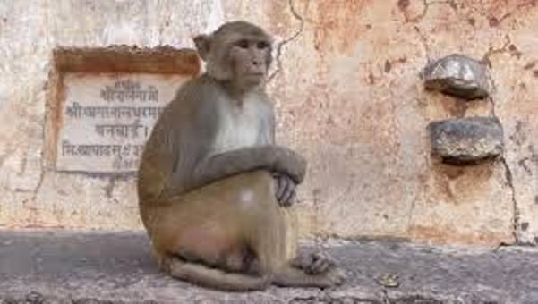 Un bébé kidnappé par un singe retrouvé mort
