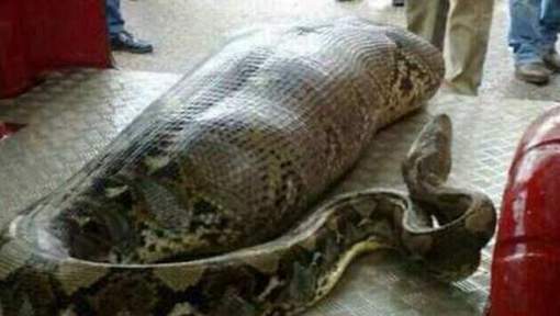 Une femme dévorée par un python géant en Indonésie