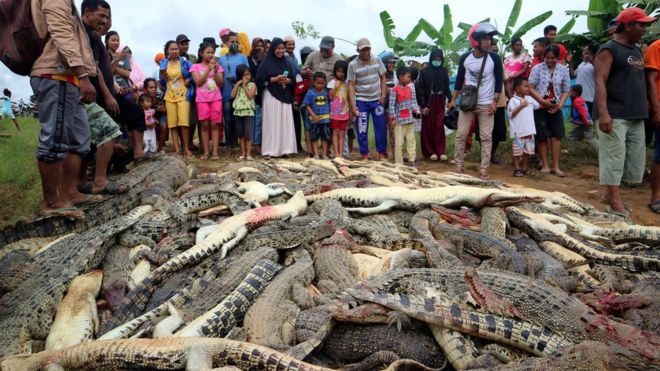 Un village indonésien a tué prés de 300 crocodiles pour se venger …