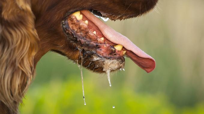 Un homme infecté par la salive de son chien  a été amputé des quatre membres