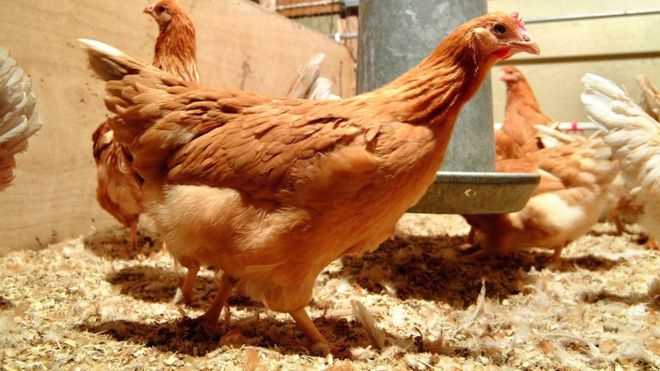 Ces poules pondent des œufs qui guérissent le cancer