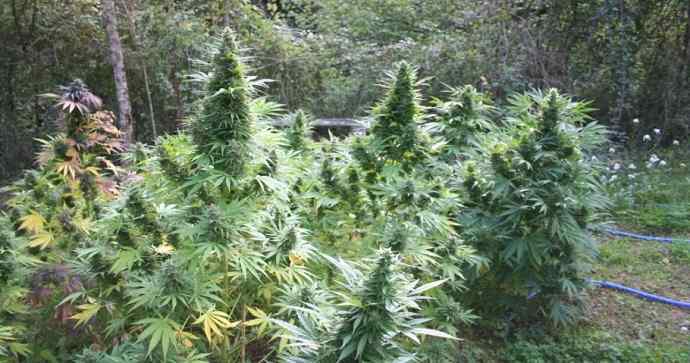 Ces pays africains qui ont décidé de cultiver et exporter du cannabis