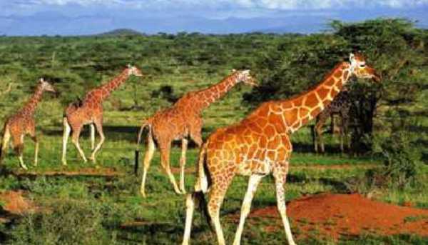 Les plus belles destinations africaines