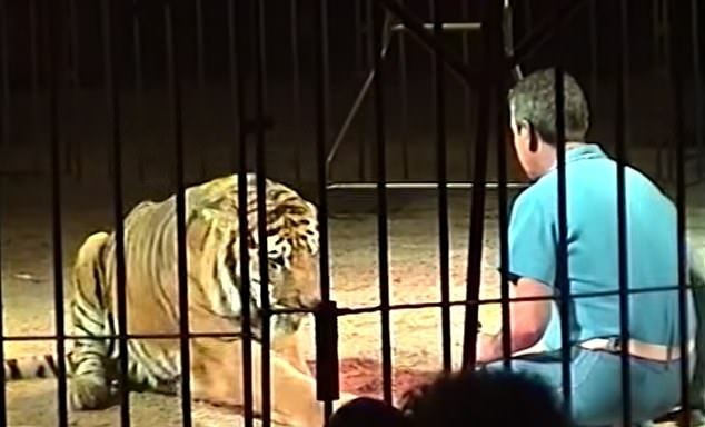 L&rsquo;un des plus grands dompteurs de cirque au monde est assassiné par ses quatre tigres