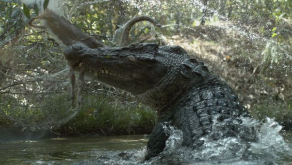 Un garçon de 10 ans mangé vivant par un crocodile devant sa famille impuissante