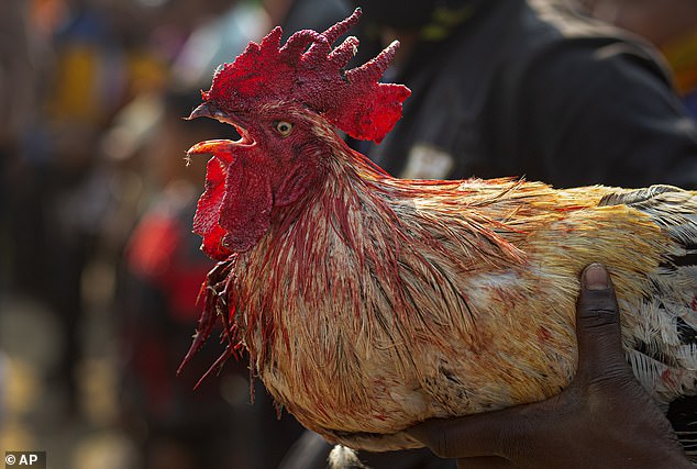 Un homme est tué par un coq armé