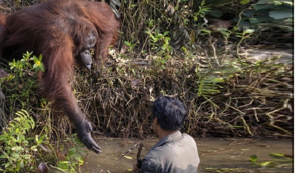 Un orang-outan propose de sauver la vie d&rsquo;un homme après avoir cru que ce dernière était tombé dans une eau remplie de serpents