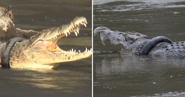 Récompense offerte à toute personne qui peut retirer le pneu du cou du crocodile