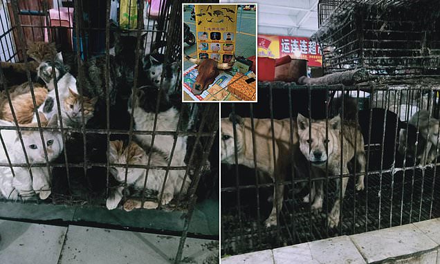 Vont-ils jamais apprendre? Les marchés chinois vendent toujours des chauves-souris et abattent des lapins sur des sols imbibés de sang alors que Pékin célèbre la «victoire» sur le coronavirus