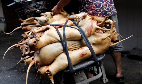 Une ville chinoise interdit de manger des chiens et des chats après une épidémie de coronavirus