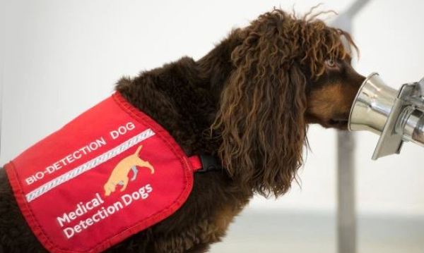 Des chiens pour détecter le coronavirus chez les gens malades